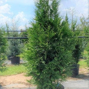 Arborvitae 'Green Giant' - Advanced Nursery Growers