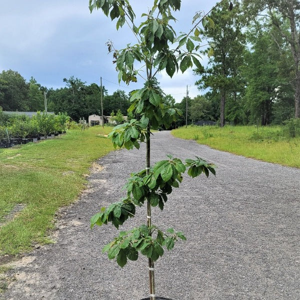 OAK Chinquapin / Chickapin Oak NATIVE - Advanced Nursery Growers