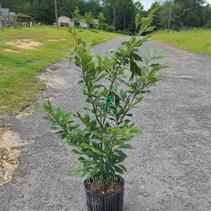 ALLEGANY CHINQUAPIN NATIVE - Advanced Nursery Growers