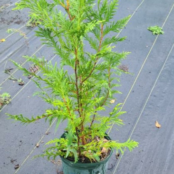Arborvitae 'Green Giant' - Advanced Nursery Growers