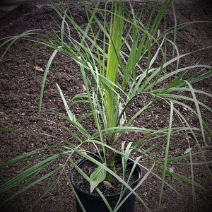 PINDO PALM - Advanced Nursery Growers