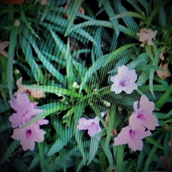 DWARF RUELLIA - Advanced Nursery Growers