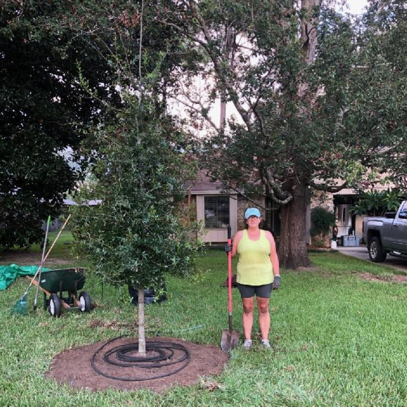 Tree-Laurel Oak - Advanced Nursery Growers