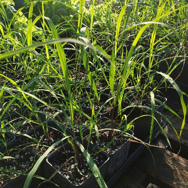 Grass-LEMON GRASS - Advanced Nursery Growers