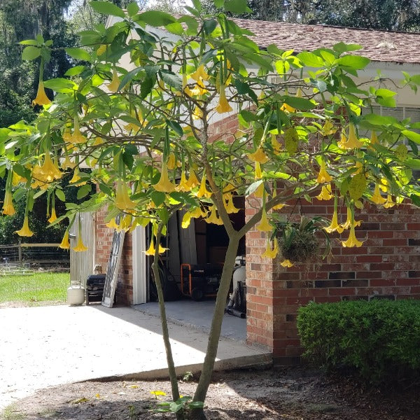 Trumpet plant-Yellow - Advanced Nursery Growers