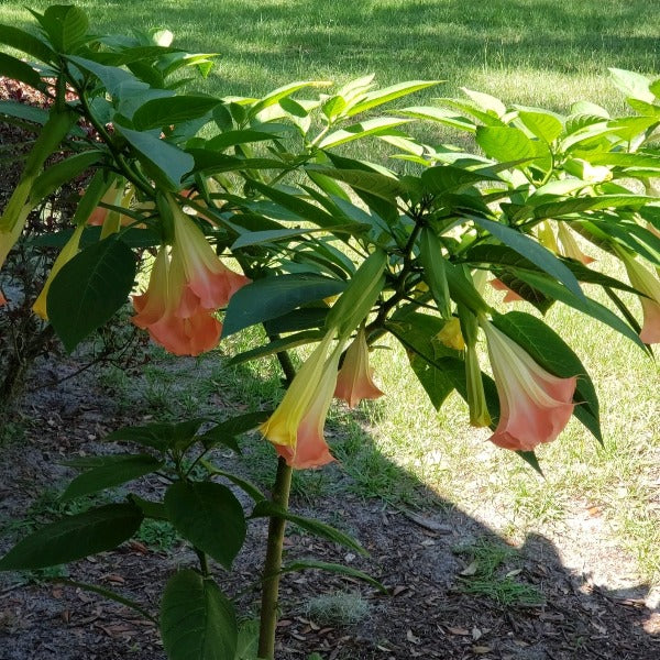 Trumpet plant-Yellow - Advanced Nursery Growers