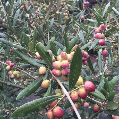 Fruit tree-Olive ARBOSANA (Olea europaea)  Tree - Advanced Nursery Growers
