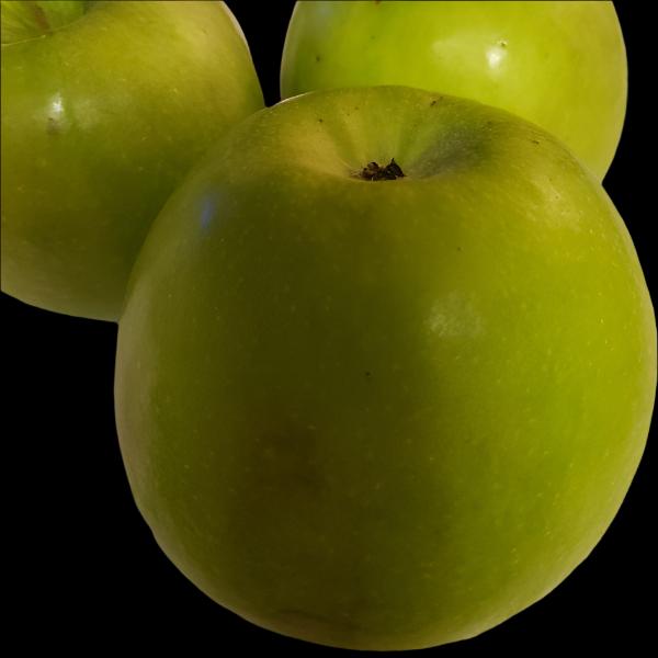Honeycrisp Apple Tree for sale at Advanced Nursery Growers in DeFuniak Springs Florida