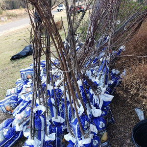 Red Delicious Apple Tree for sale at Advanced Nursery Growers in DeFuniak Springs Florida