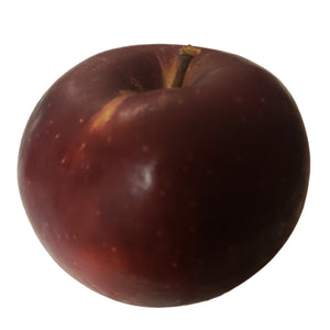 Arkansas Black Apple Tree for sale at Advanced Nursery Growers in DeFuniak Springs Florida