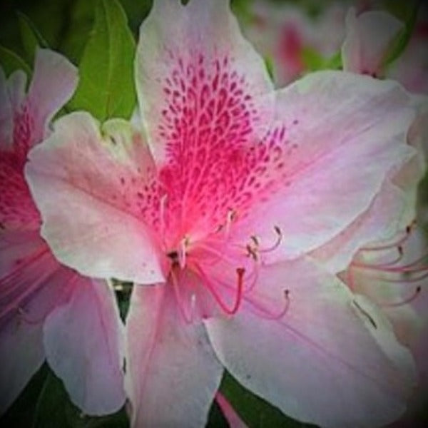 George Taber Azalea – Pale Pink Spring Flowers