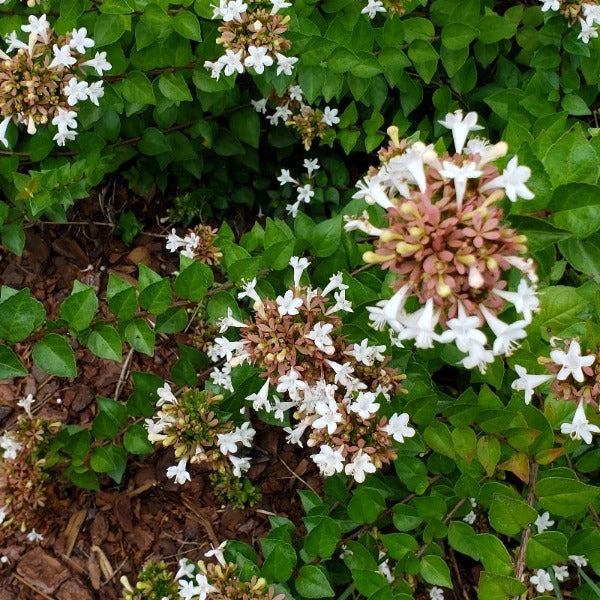 Abelia Rose Creek - Advanced Nursery Growers