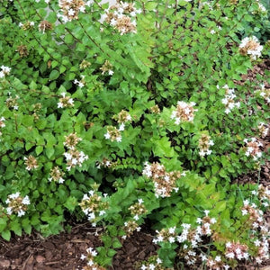 Abelia Rose Creek - Advanced Nursery Growers