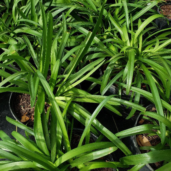 Agapanthus ‘Storm Cloud’ African Lily ( purple ) - Advanced Nursery Growers