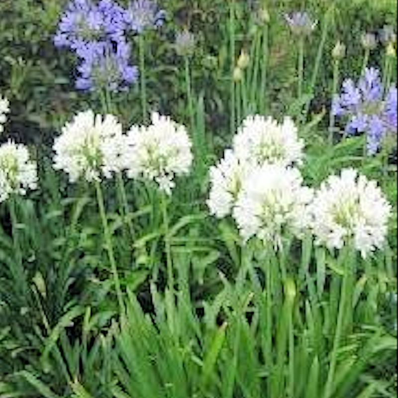 Agapanthus Shona White - Advanced Nursery Growers
