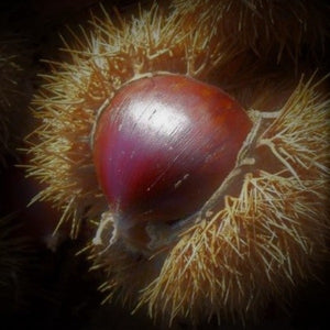 Allegheny Chinquapin native tree with green leaves and prickly burs containing edible nuts