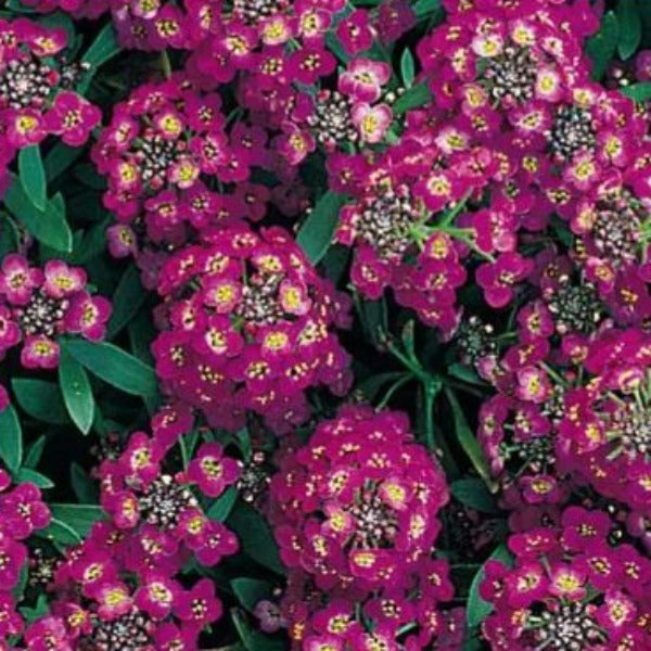 ALYSSUM - Advanced Nursery Growers