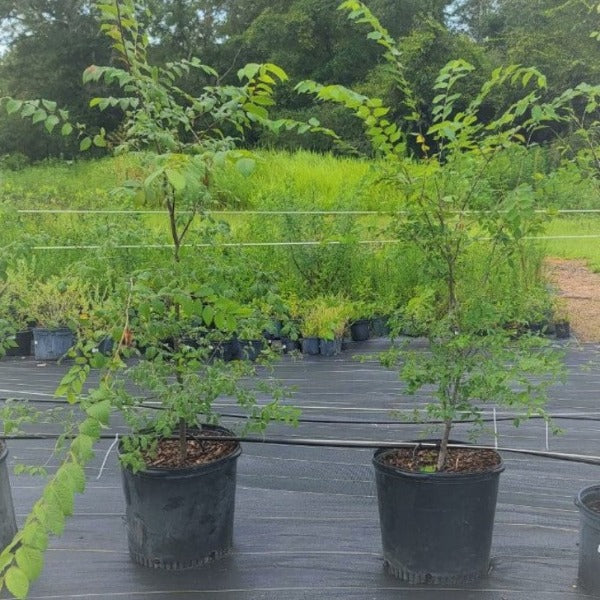 Young American Elm native shade tree for sale at Advanced Nursery Growers in DeFuniak Springs, Florida