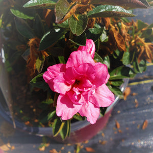 ENCORE AZALEA - Advanced Nursery Growers