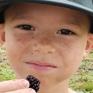Apache thornless blackberry plant with large black fruit for sale at Advanced Nursery Growers in DeFuniak Springs, Florida