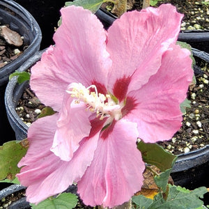 ROSE OF SHARON Althea - Advanced Nursery Growers