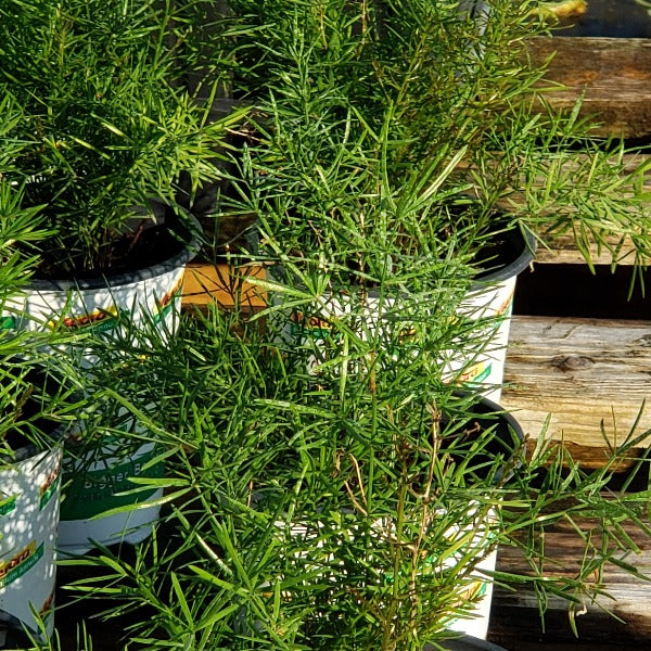 Fern-ASPARAGUS FERN - Advanced Nursery Growers