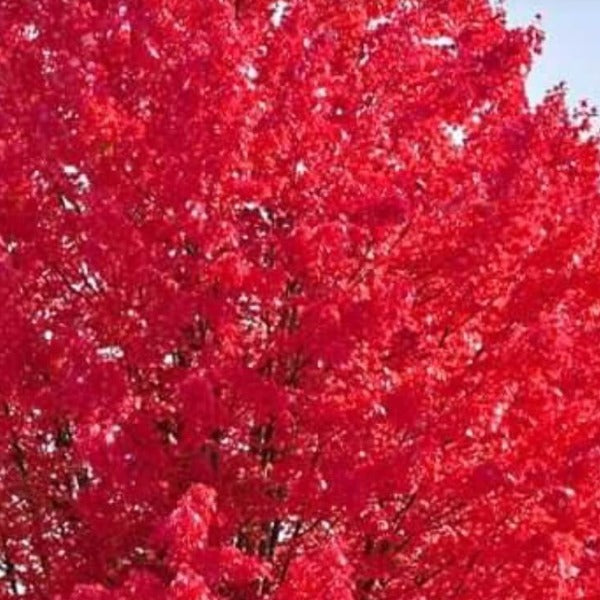 Maple - Autumn Blaze  acer x freemanii 'Jeffersred' - Advanced Nursery Growers
