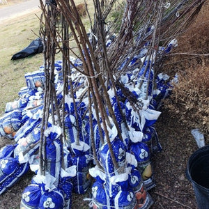 Santa Rosa Plum Tree for sale at Advanced Nursery Growers in DeFuniak Springs Florida