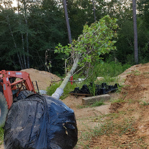 Red Leaf Maple Tree - Advanced Nursery Growers