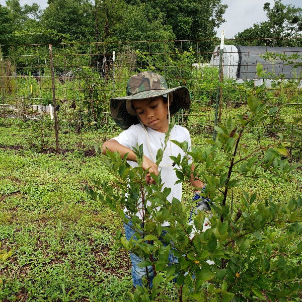 Powderblue rabbiteye blueberry plant with ripe light-blue berries for sale in North Florida