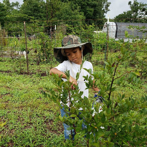 Powderblue rabbiteye blueberry plant with ripe light-blue berries for sale in North Florida
