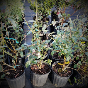 Powderblue rabbiteye blueberry plant with ripe light-blue berries for sale in North Florida