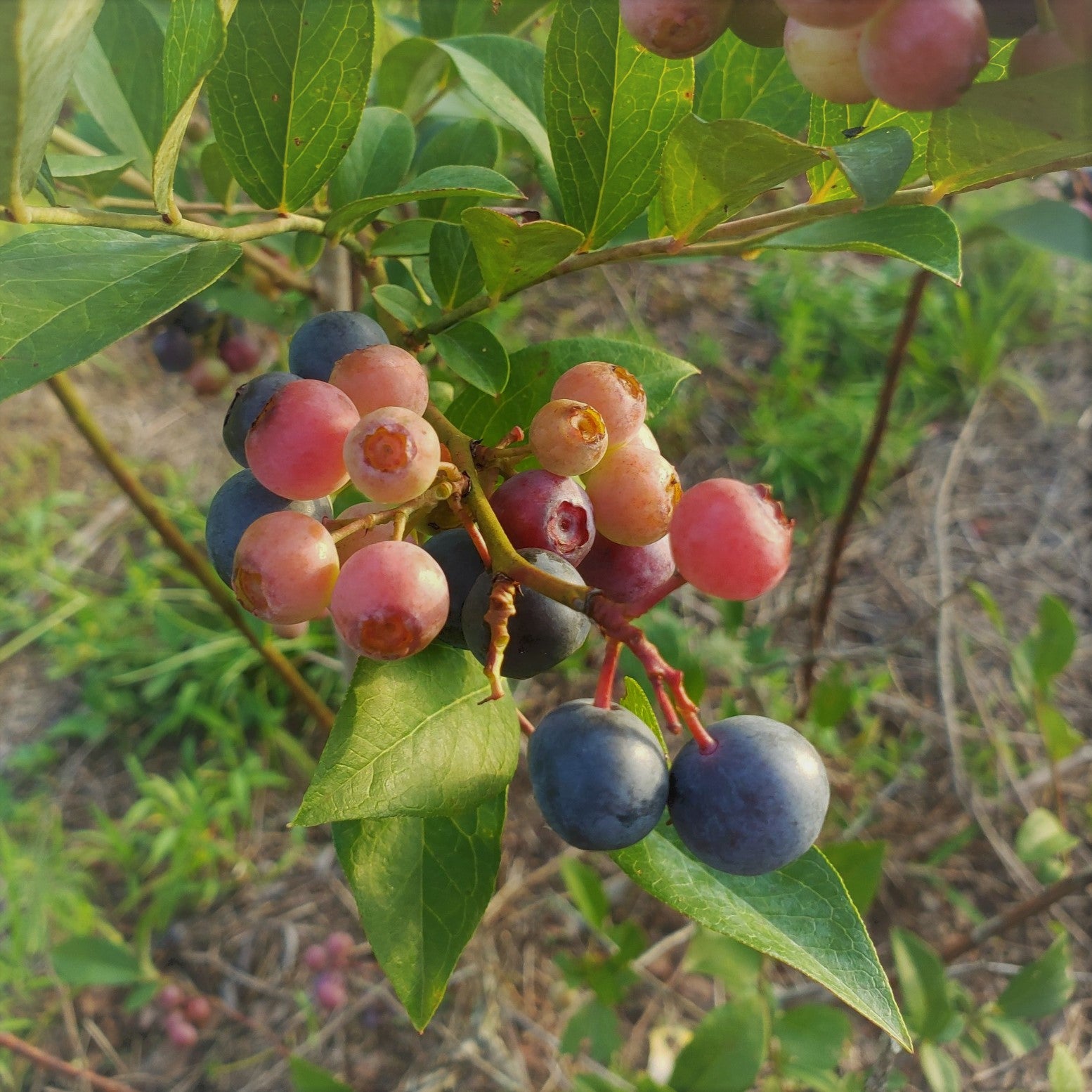 Emerald Southern Highbush blueberry plant with ripe berries for sale in DeFuniak Springs FloridaGrowers