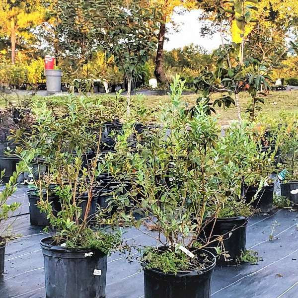 GrowersCenturion rabbiteye blueberry plant with ripe dark blue berries