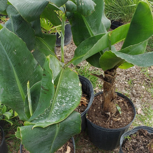BANANA TREES - Advanced Nursery Growers