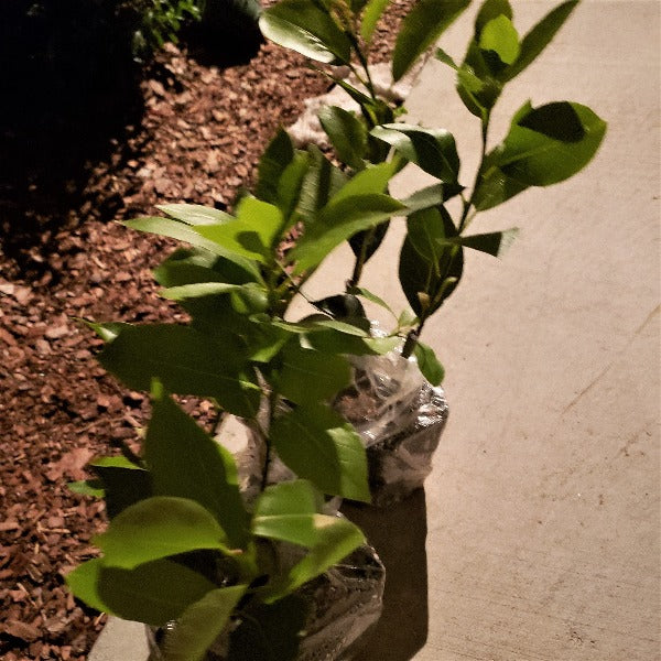Bayleaf laurus Nobilis - Advanced Nursery Growers