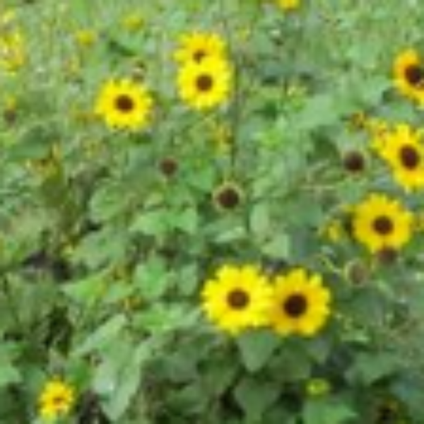 Beach Sunflower " Helianthus debilis" - Advanced Nursery Growers