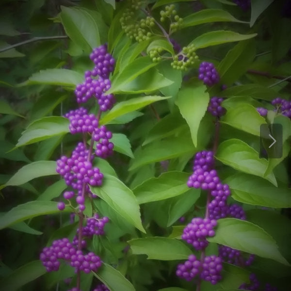 BEAUTY BERRY NATIVE - Advanced Nursery Growers