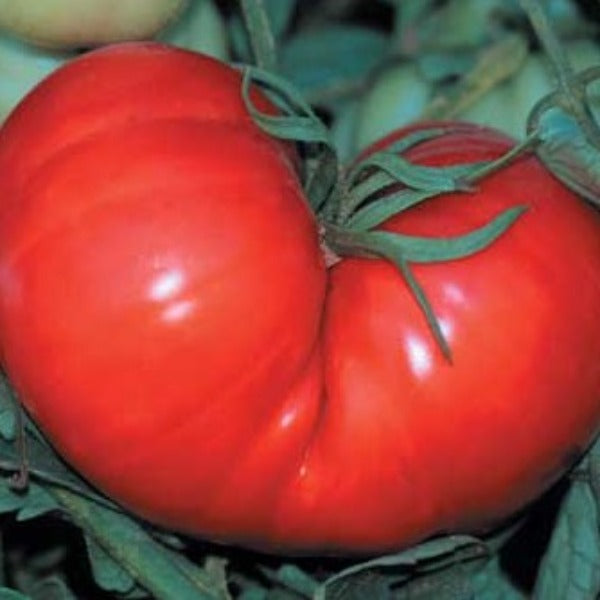 Tomato Beefsteak Plants Coming soon - Advanced Nursery Growers
