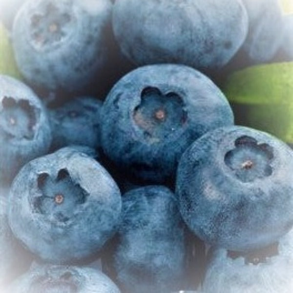 Biloxi Southern Highbush blueberry plant with clusters of ripe blue berries