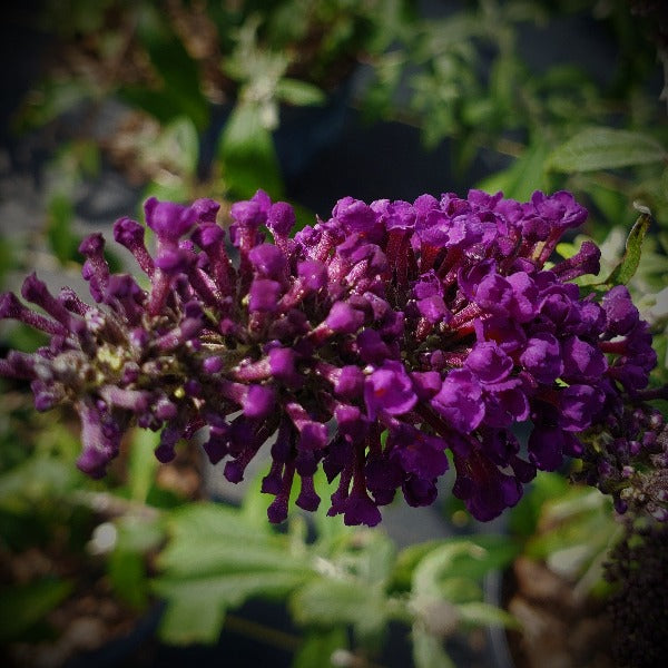 BUTTERFLY BUSH BLACK KNIGHT