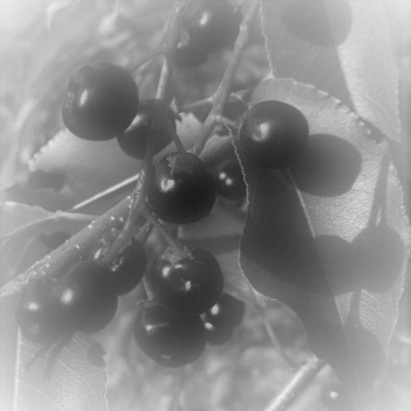 Black Rum Cherry Prunus serotine - Advanced Nursery Growers