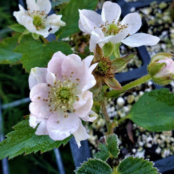 Arapaho thornless blackberry plant with ripe black berries for sale at Advanced Nursery Growers in DeFuniak Springs, Florida.