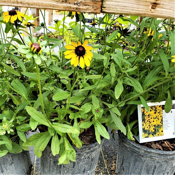 Rudbeckia - Advanced Nursery Growers