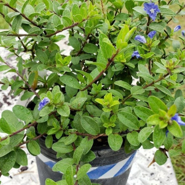 Blue Daze Evolvulus - Advanced Nursery Growers