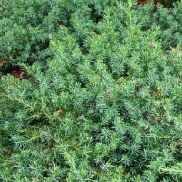 Juniper Blue Pacific - Advanced Nursery Growers