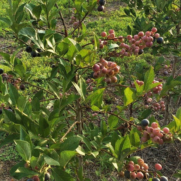 Brightwell rabbiteye blueberry plant with ripe blue berries for sale in North Florida