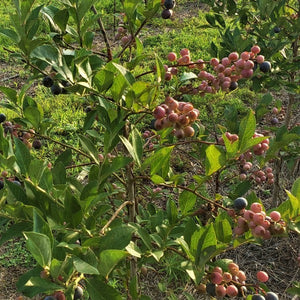 Brightwell rabbiteye blueberry plant with ripe blue berries for sale in North Florida