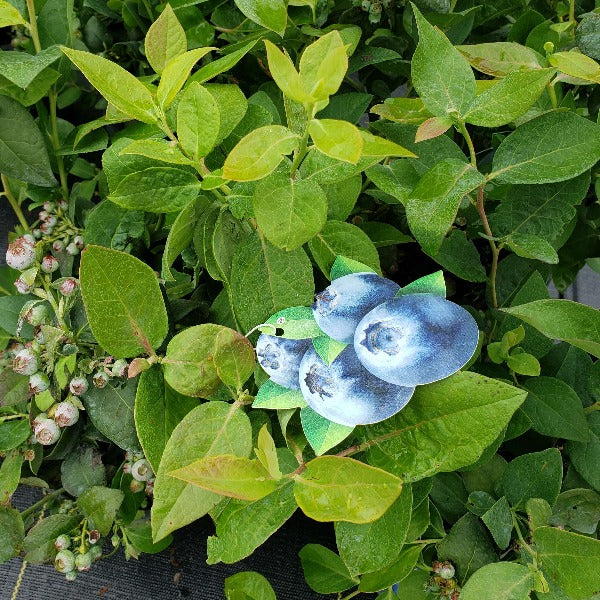 BLUEBERRY Premier - Advanced Nursery Growers