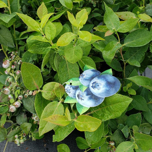 BLUEBERRY Beckblue - Advanced Nursery Growers